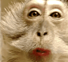 化妆的猴子，世上竟有如此出尘绝艳的猴子[6P] - The monkey who made up, there was such a brilliant monkey [6P] in the world.