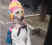 美丽的狗姑娘 直立行走成名媛 - A beautiful dog girl walks upright as a lady