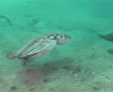 隐形VS伪装！一山更比一山高！ - Stealth VS camouflage! A mountain is more than a mountain!