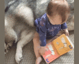 Wake up, look at this silly dog. Do you look exactly like you?,醒醒，你看看这个傻狗是不是跟你长得一模一样