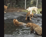 你们都给我奏凯，水池被本大喵承包了！！ - You all gave me a triumph. The pond was contracted by Ben meow.