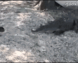 喵星人大战鳄鱼......鳄鱼也是鱼，再看吃了你，猫了个咪的！ - Meow star man war crocodile... Crocodile is also a fish, then look at you, the cat is a little!