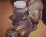 这俩萌货... - The two are in stock.