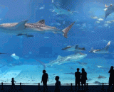 Okinawa Churaumi Aquarum,冲绳美之海水族馆