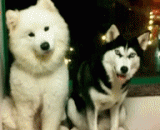 Samo and husky brothers are definitely the most amusing B combinations in history [9P],萨摩与哈士奇兄弟绝对是史上最逗B的组合[9P]