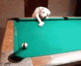 The fine Wang star will play the billiards. God is sure.,成精的汪星人会打台球，神准啊