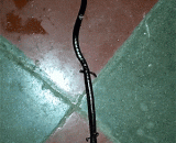 A kind of no lung salamander! It's just a combination of earthworms and house lizard,无肺蝾螈的一种！这简直是蚯蚓和壁虎的合体