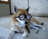 日本网友家的逗比柴犬，喜感上限的眼镜我也是醉了[4P] - Japanese netizens' teasing than Chai dogs, glasses with upper limit, I am also drunk [4P]