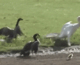 White Swan want to eat ducks, so cruel!,白天鹅想吃小鸭子，好凶残！