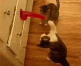 这个逗猫棒很受猫咪喜爱啊！！！ - This funny cat stick is very popular with cats!!!
