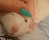 老鼠高兴时，眼睛会凸凸 - When a mouse is happy, his eyes will protruding