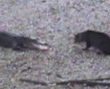 A fierce cat, the alligator was frightened and ran away crying.,好强悍的猫咪，小短吻鳄被吓得哭着跑了