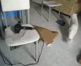 主人给猫咪洗澡后，用吹风机帮它吹开，没想到事后... - When the owner bathed the cat, he blew it open with a hair dryer.