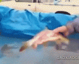 鱼被掏空了内脏还很活跃呢 - It is still very active for the fish to be emptied of the viscera