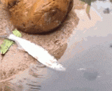 鱼：这个王八，打扰劳资日光浴 - Fish: this royal sunbathing