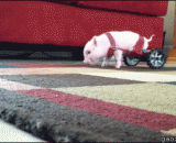 You are really better than the main bank. People are pigs, not horses.,逗比主银你真的够了，人家是猪不是马