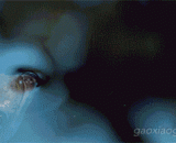 射水鱼喷水捕食蟋蟀瞬间 - Water fish sprinkles on crickets