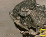 眼睛会喷血的角蜥 - A horned lizard with a blood spray