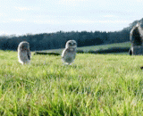 大白天的不碎觉跑来跑去的，你以为你是喵星人吗 - Do you think you are a meow star when you run around in the daytime?