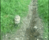 猫头鹰和喵星人终于相爱了 - The owl and the meow star finally fell in love