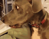 目蹬狗呆 - Drive a dog