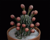 仙人掌的开花过程，好魔性啊[9P] - The flowering process of cactus, good demon [9P]