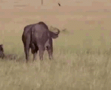 It's so despicable to attack the key! It's good to bite the neck!,攻击要害太卑鄙啦！说好的咬脖子呢！！