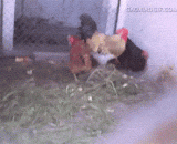 鸡：球应该是这样踢滴 - Chicken: the ball should be like this