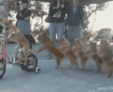 一群训练成精的汪星人，这队形碉堡了 - A group of trained Wang Xing people, this formation bunker.