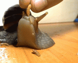 I finally know where the snail's mouth is,终于知道蜗牛的嘴巴在哪里了