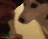 The host pretended to eat two hash bone biscuits, but it was badly damaged.,主人假装要吃二哈的骨头饼干，可给它急坏了