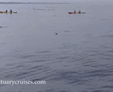 当小艇遇上大鲸鱼，杯具了 - When the boat meets a big whale, it has a cup.