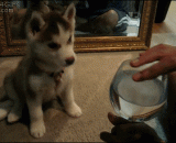 Husky, two! Be sure to have one.,哈士奇，天生就二！！一定要养一只啊