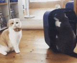 铲屎的，你是不是今天忘了给它喂药了！！！ - Shit, did you forget to give it to you today?!!