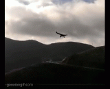 逆风飞行的鸟 - A bird flying against the wind