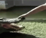 Die in the mouth of the crocodile,作死骚年把手伸进鳄鱼的嘴里