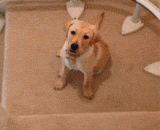 日推sakura网友家的恐高症狗狗是这么下楼梯的，蠢萌蠢萌的！ - Pushing Sakura's fear of heights in a netizen's home is so downstairs.