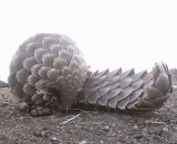 穿山甲的舌头是这样的 - The pangolin's tongue is like this