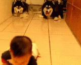 Small master silver, you climb the wrong way, I catch up with you!,小主银，你爬的方式不对，我都追上你了！