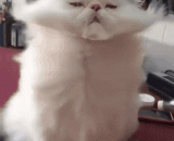 吹啊吹啊，喵的骄傲放纵～ - Blow and blow, meow's arrogant indulgence