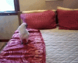 要要切克闹，什么样的节奏是最呀最摇摆 - To beat chuck, what kind of rhythm is the most?