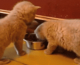 别吃啦！都快吃成猪了 - Don't eat it! It's fast eating pigs