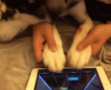 主淫你够了！我真的不想玩啊 - You've had enough of the prostitution! I really don't want to play.