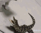 Meow star man: you again badly is the fish, what mad?,喵星人：你再厉害也是鱼，狂什么？