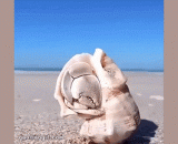 寄居蟹，你的快递到了 - Sojourn crab, your express