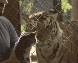 当喵遇到老虎，一脸懵逼！卧槽，你们这是吃啥长大的啊 - When meow meets a tiger, a face is muddled! The grooves, what are you eating and growing up