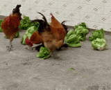 Duck: I treat you as a brother... You actually put me...,鸭：我把你们当兄弟....你们居然把我....