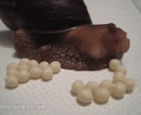 Look at the snail how to spawn,看看蜗牛如何产卵的