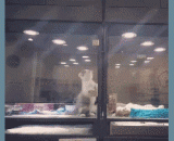 In order not to do exotic love is also spelled,为了不做异地恋也是拼了