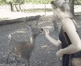 一只懂礼貌的小鹿，太绅士了！ - A polite little deer, it's a gentleman!